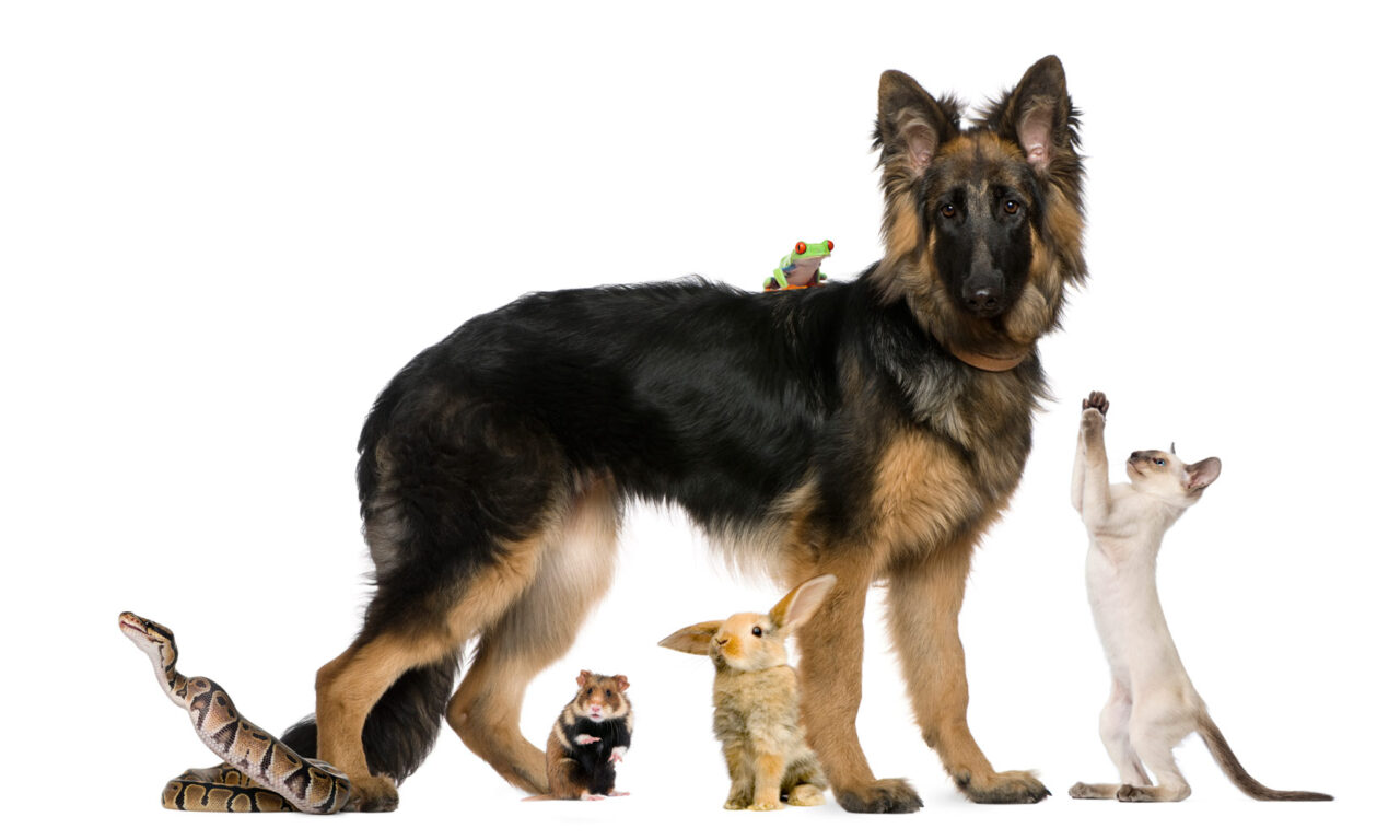 pet estate law attorney vero beach florida